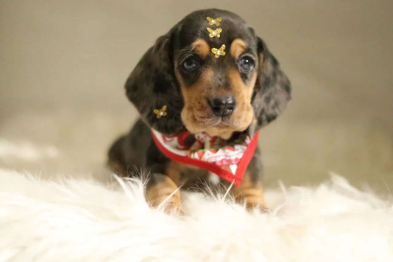 DACHSHUND PARCELAMOS  - Foto 4