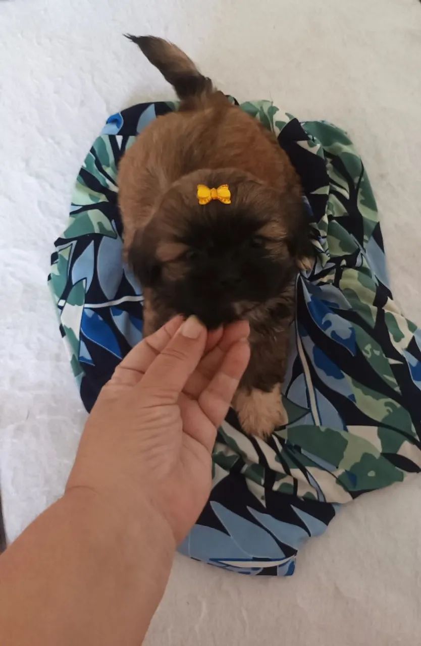 Cachorro shitzu  - Foto 4