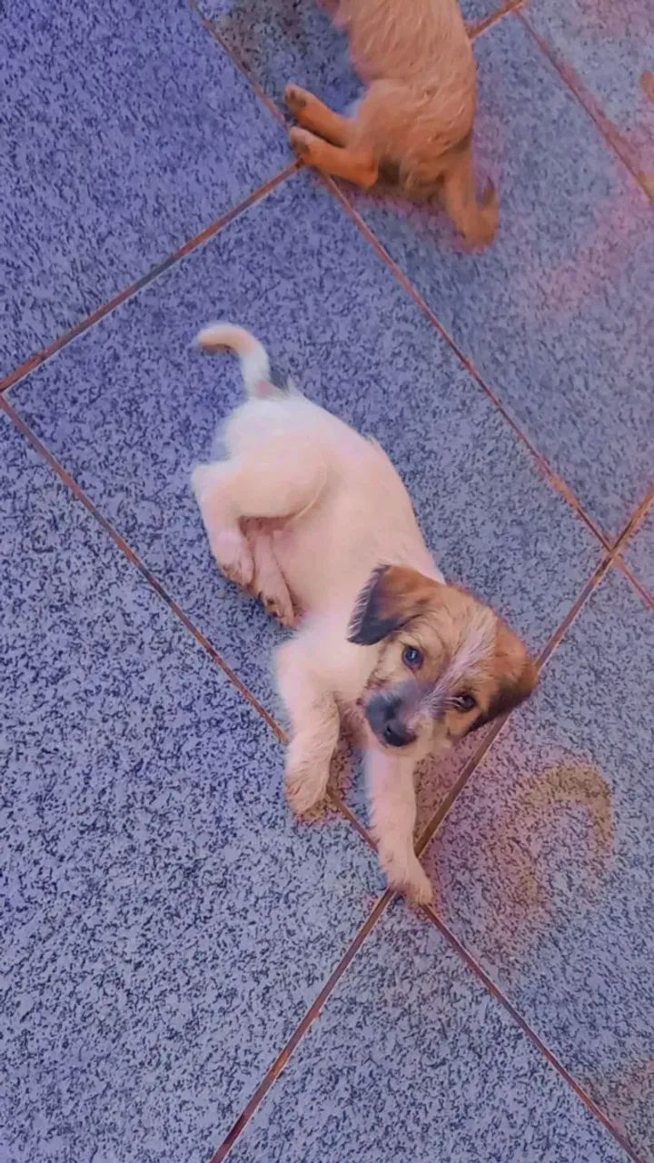 Adoção  - Foto 5