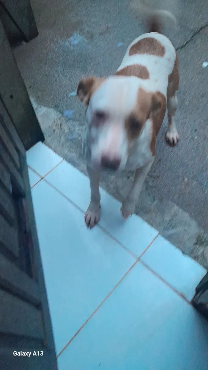 Cachorrinha linda doação  e castrada  - Foto 5