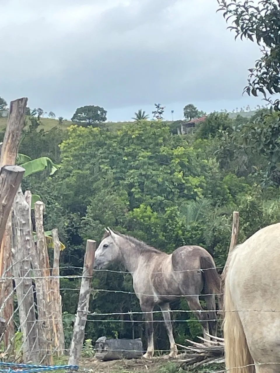 Égua a venda  - Foto 3