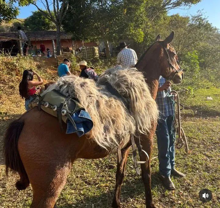 Égua mineira  - Foto 2