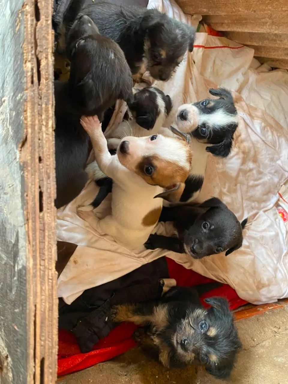 Doa-se filhotes de cachorro  - Foto 3