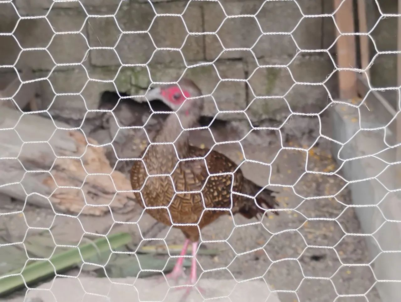 AVES EXOTICAS - Foto 3