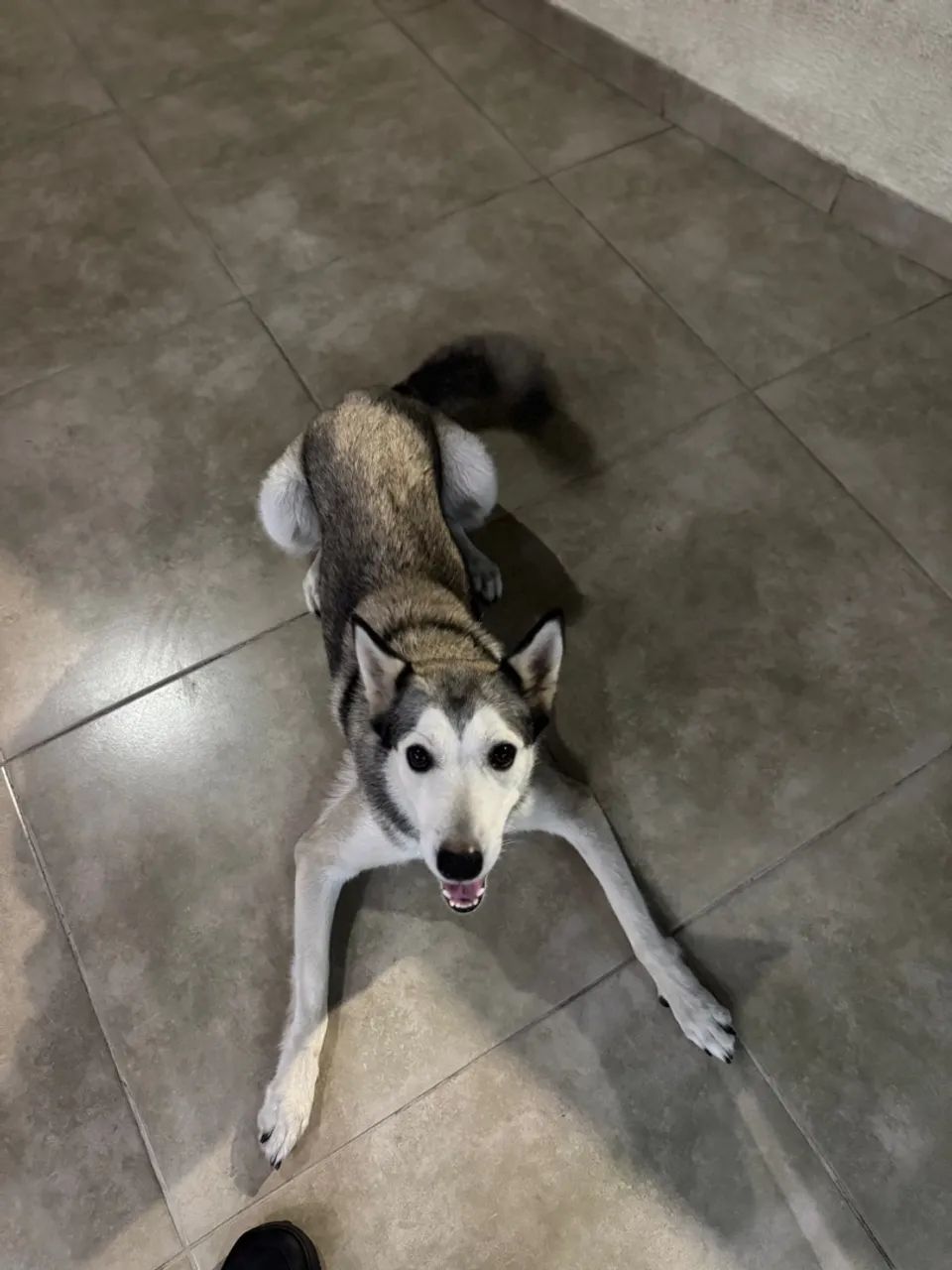 Filhote Kita para adoção fêmea  - Foto 2