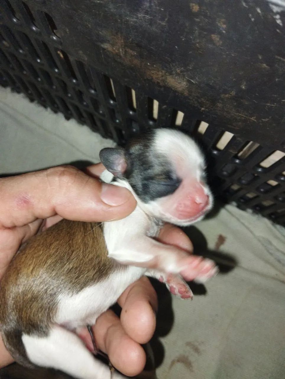 Filhotes de Shitzu Para reserva  - Foto 4