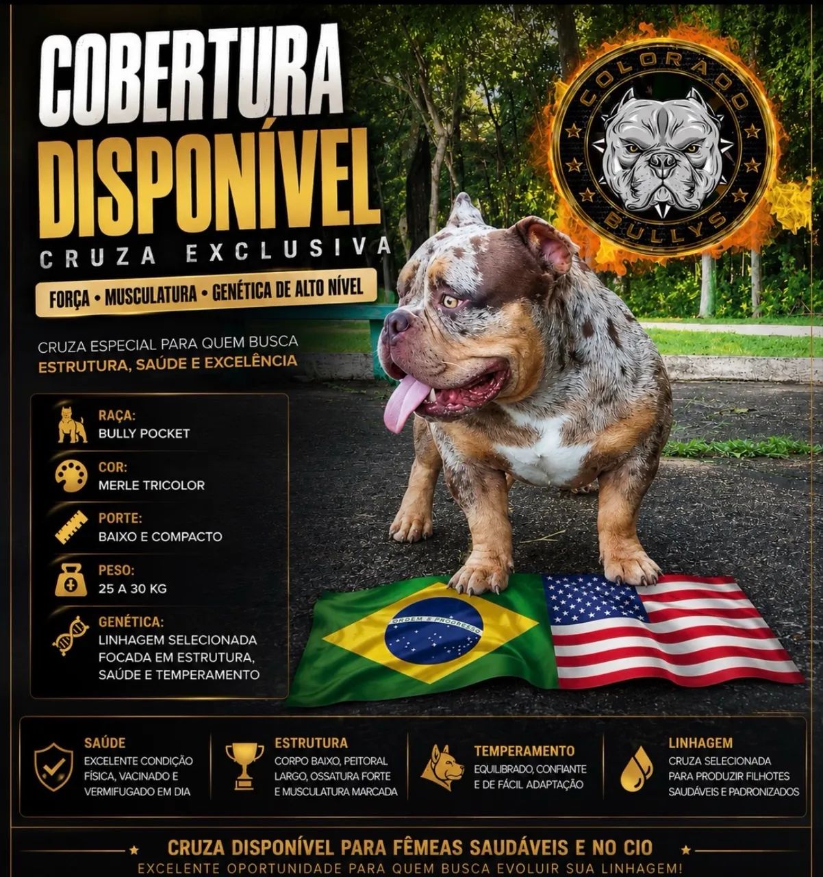 American Bully ( COBERTURA )