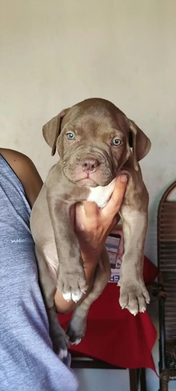 Filhotes de pitmonster com APBT  - Foto 2