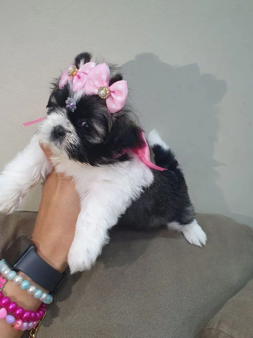 Shitzu femeas e macho micro - Foto 5