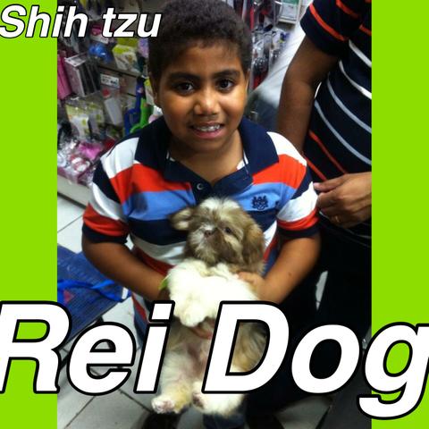 Belos Shih tzu em 12x , rei dog loja Maceió