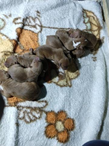 Filhotes de pit bull - Foto 5