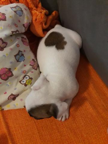 Bulldog Francês - Foto 4