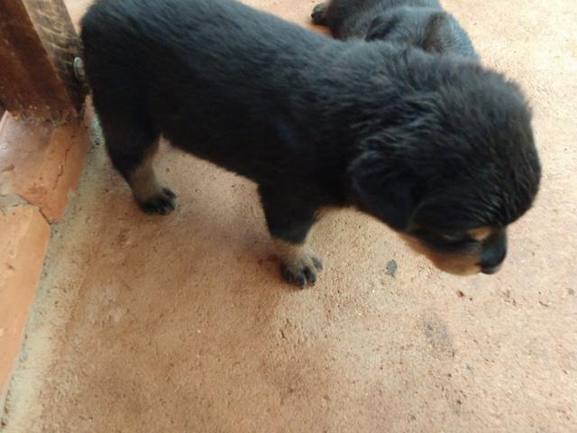 Filhotes de Rottweiler