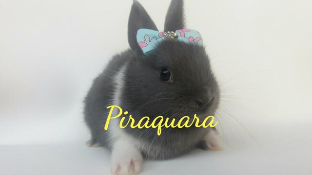 Filhotes de Mini Coelhos Holandês