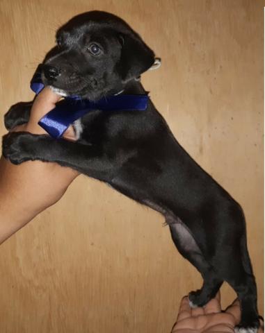 Labrador x dog brasileiro so 100 cada.chama no whats whats 9- * entregamos - Foto 4