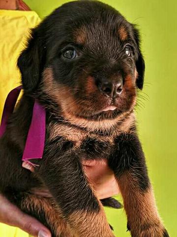 Rottweiler