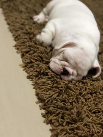 Filhote de buldogue - Foto 4