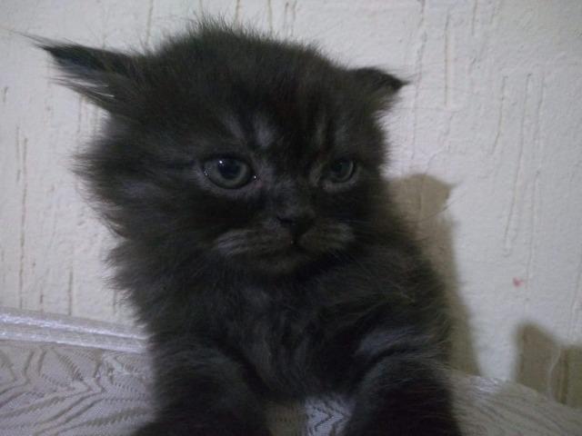 IMPERDÍVEL Filhotes de gato persa - Foto 2