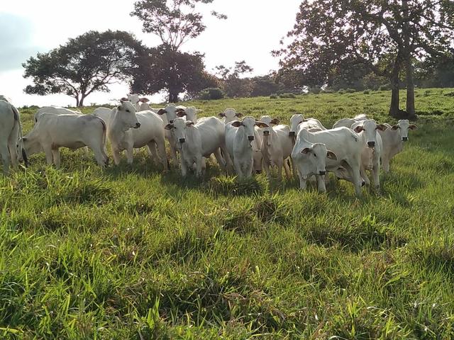 Fazenda em camamu R$ 1.500.00 a tarefa a mais barata do Brasil - Foto 9