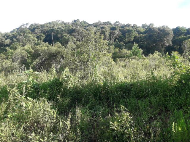 Chácara com 2 alqueires Barra santa rita/Campo magro - Foto 6