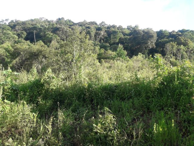 Chácara com 2 alqueires Barra santa rita/Campo magro - Foto 2