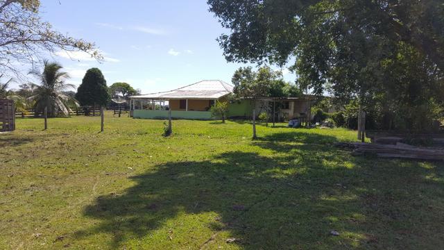 Fazenda de 1500 hectares Alto Alegre No paredão, ler descrição do anuncio - Foto 6