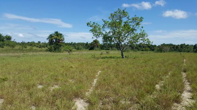 Fazenda de 1500 hectares Alto Alegre No paredão, ler descrição do anuncio - Foto 8