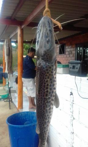 Vende - se chácara município de Cezarina na Beira do Rio dos bois