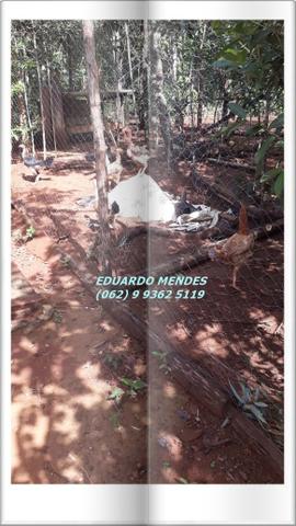 Chácara de 2.000 m2, região do trevo Zé Rosário - Foto 10