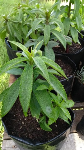 MUDAS DE ASSA PEIXE MELIFERO  - Foto 4