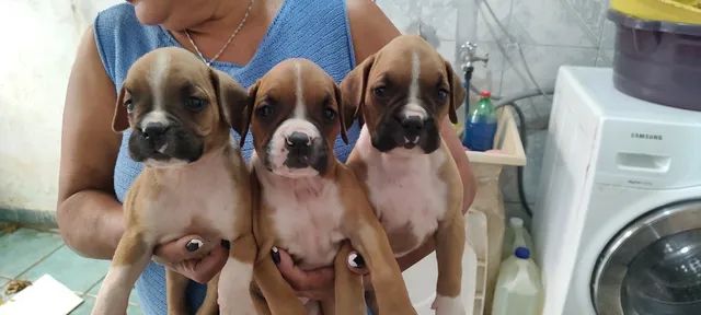 Lindos Filhotes de Boxer, Black Friday !!!
