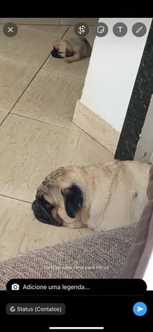 3 filhotes fêmea 1 mês 
