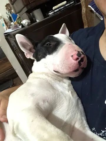 Bull Terrier disponível para cobertura . - Foto 2