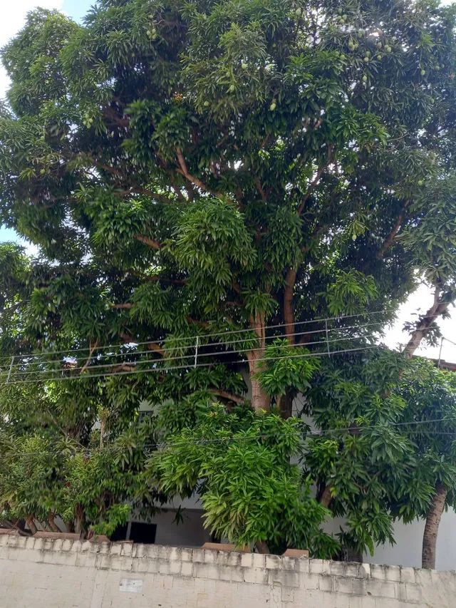 Poda de árvores. * faça seu orçamento sem compromisso