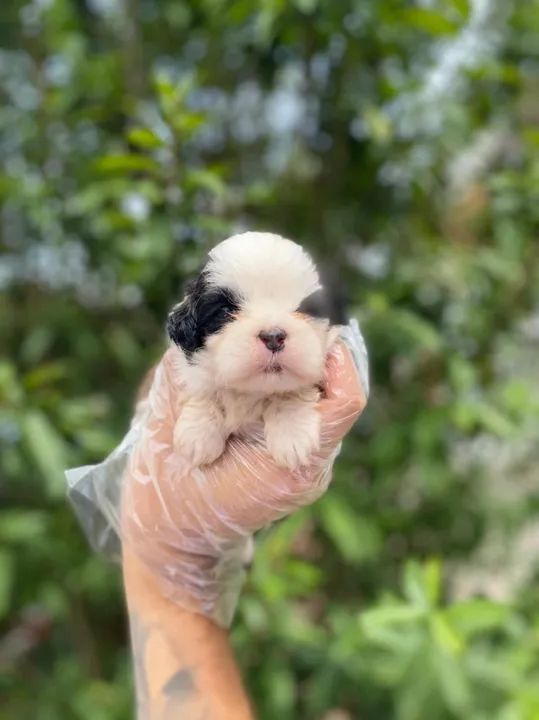 Shih Tzu esse é o Dog mais fofo e a Melhor raça pra você, C/ Pedigree - Foto 2