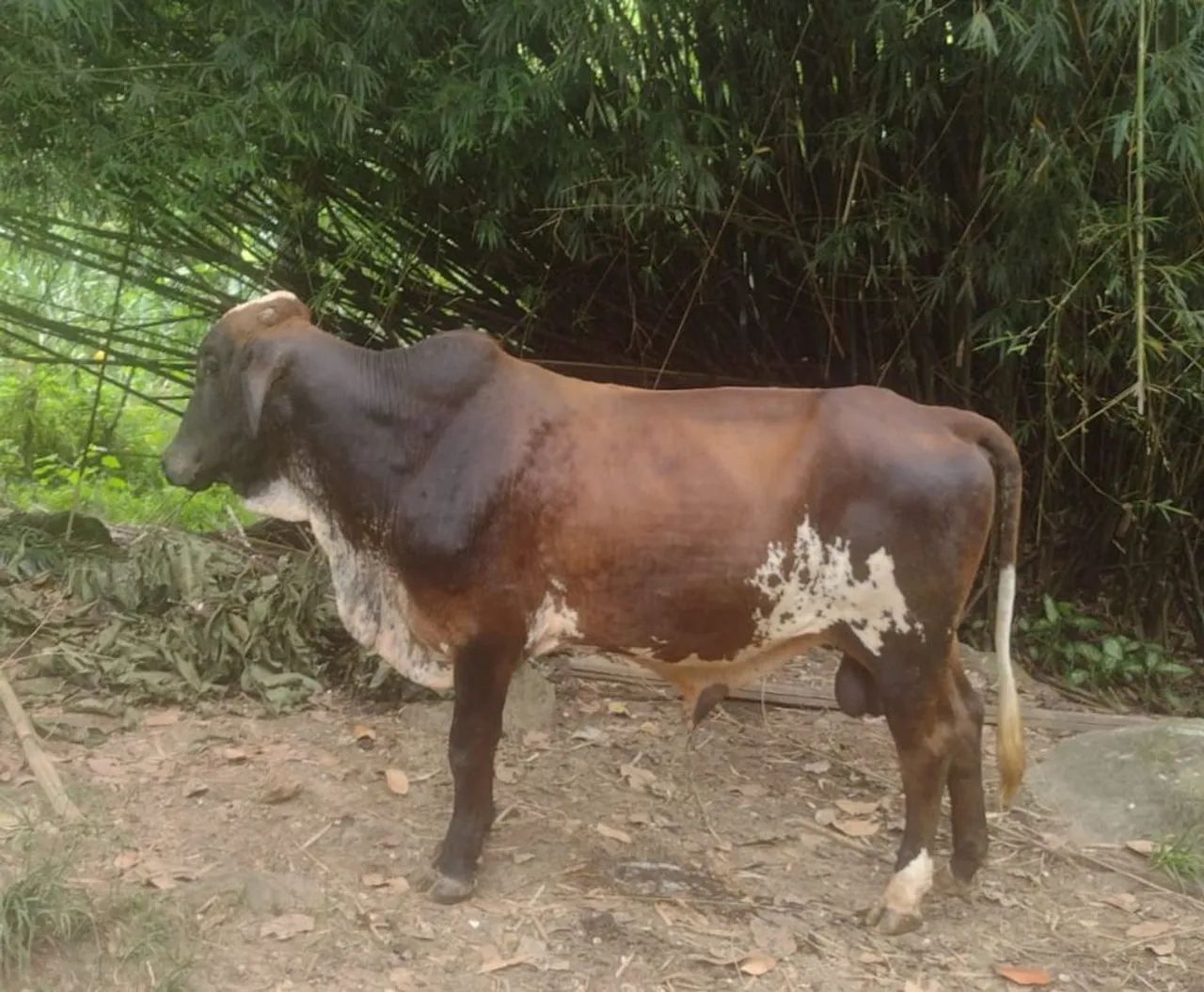 VACA COM BEZERRO - Foto 2