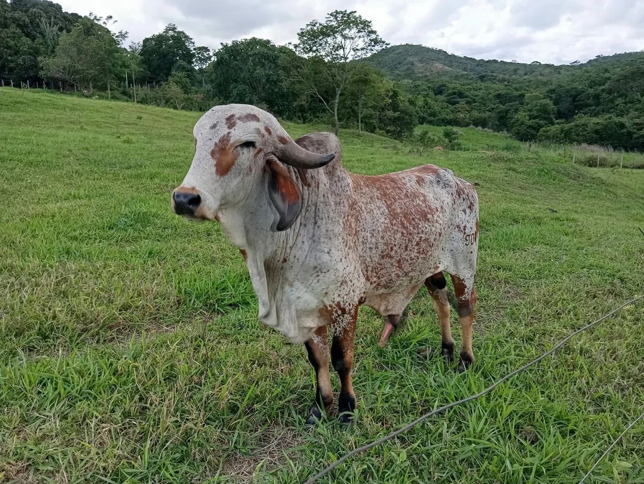 Touro e Novilhas Gir Leiteiro  - Foto 4