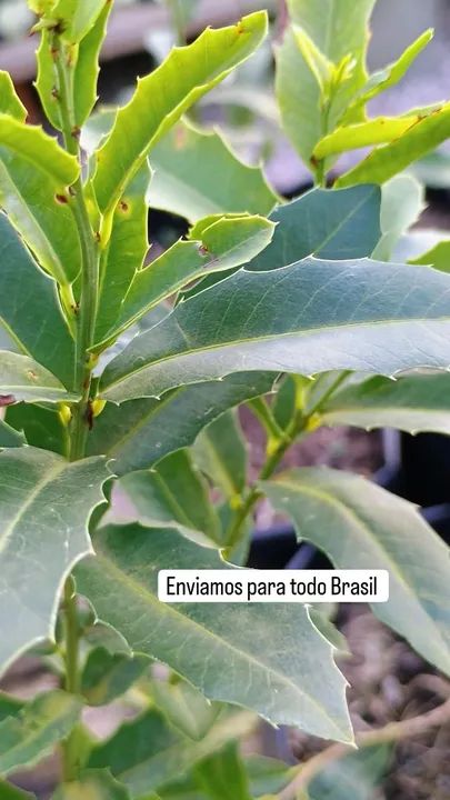 MUDAS DE ESPINHEIRA SANTA  - Foto 6