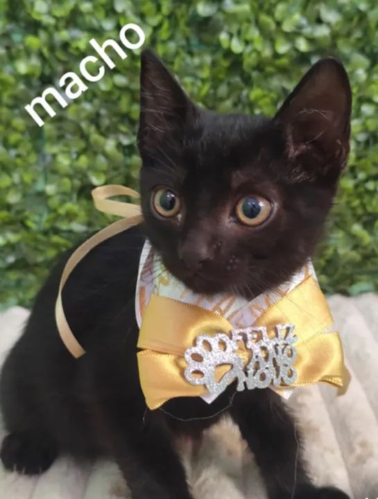 Doação de lindos gatinhos de 60 dias - Foto 2