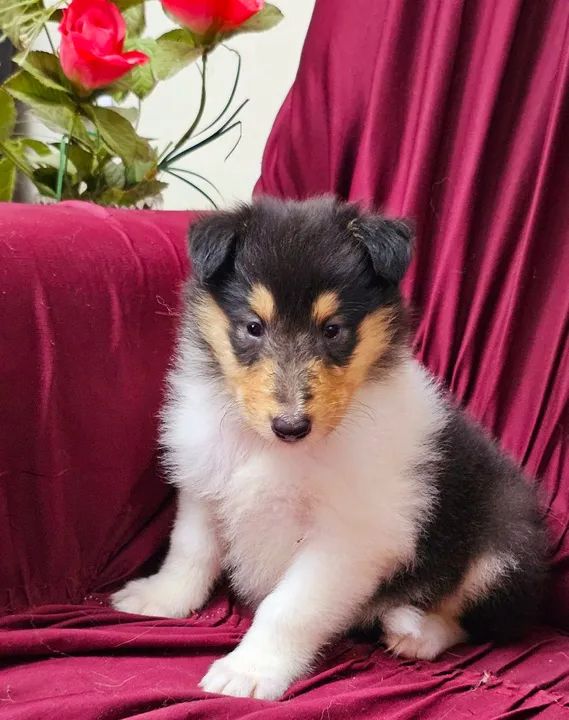 Collie ( Lassie ) - lindos filhotes com excelente linhagem e pedigree cbkc! - Foto 4