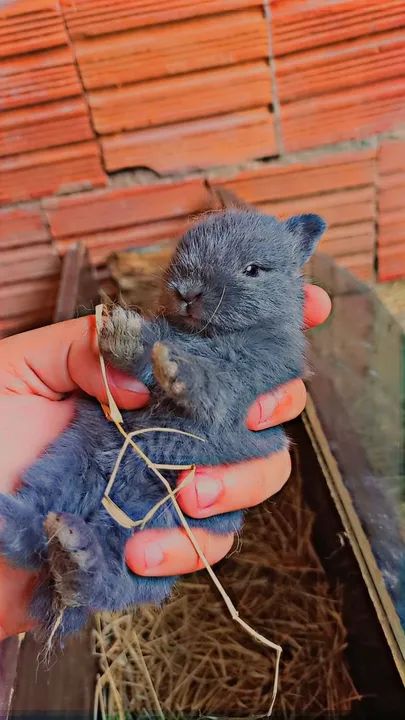 Coelho Netherland menor do planeta? - Foto 3