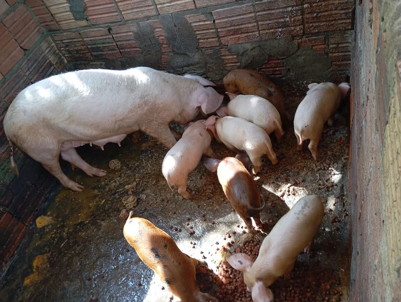 Porcos e Frangos Caipirão  - Foto 2