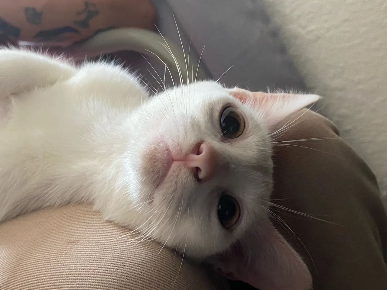 Gato branco macho castrado - Foto 2