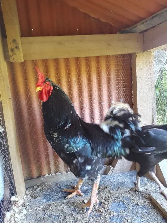 Vendo galo GSB 
