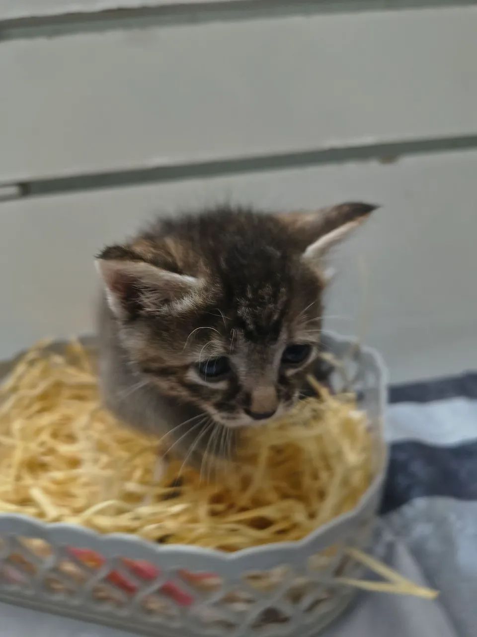 Lindos filhotes de gato para adoção  - Foto 4