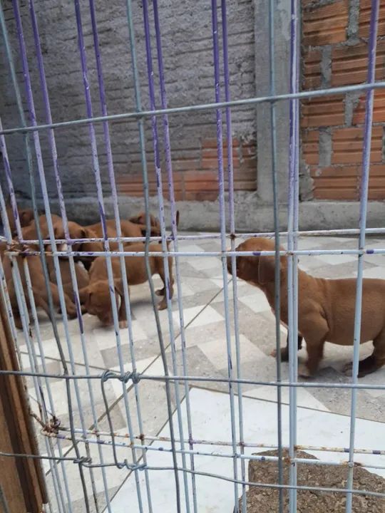 Lindos Filhotes de Pitbull, adquira um amigo dócill. - Foto 6