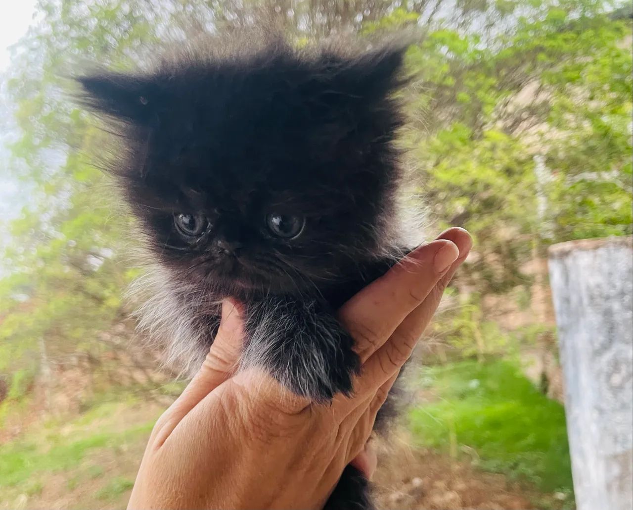 Gato persa  - Foto 2