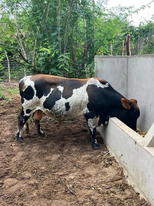 Mine Touro 3 anos e meio. Filho de Touro puro  - Foto 4