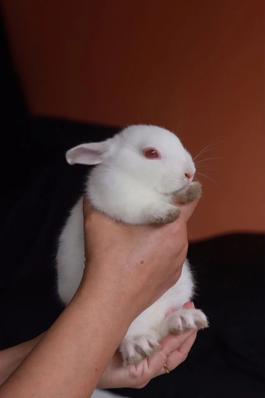 Filhotes de Coelho ? DOAÇÃO RESPONSÁVEL - Foto 4