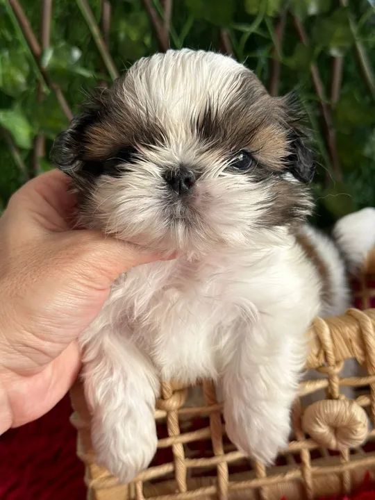 Lhasa Apso 